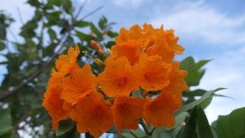 Cordia