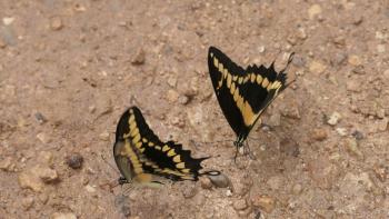 Papilio thoas- Königsschwalbenschwanz
