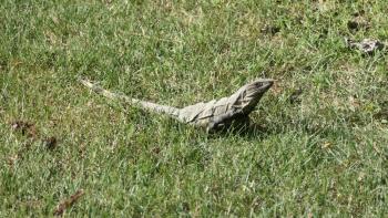 Leguan im Gras, noch ungestört da keine Touristen