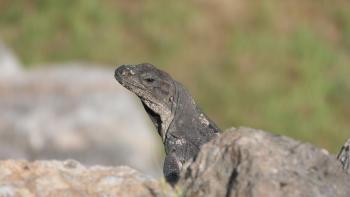 träger Leguan