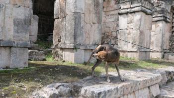 heutiger Bewohner von Kabah mit Flohbefall