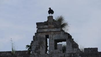 Kabah, die Geier warten