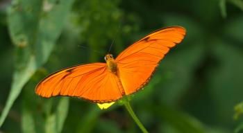 ab jetzt wird flatterhaft: Fackel (Dryas julia)