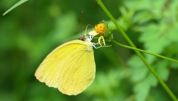 Eurema hecabe