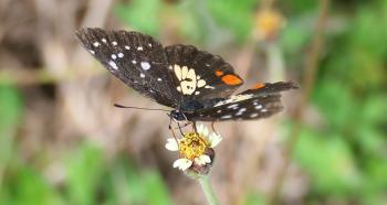 Chlosyne erodyle