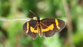 Microtia elva