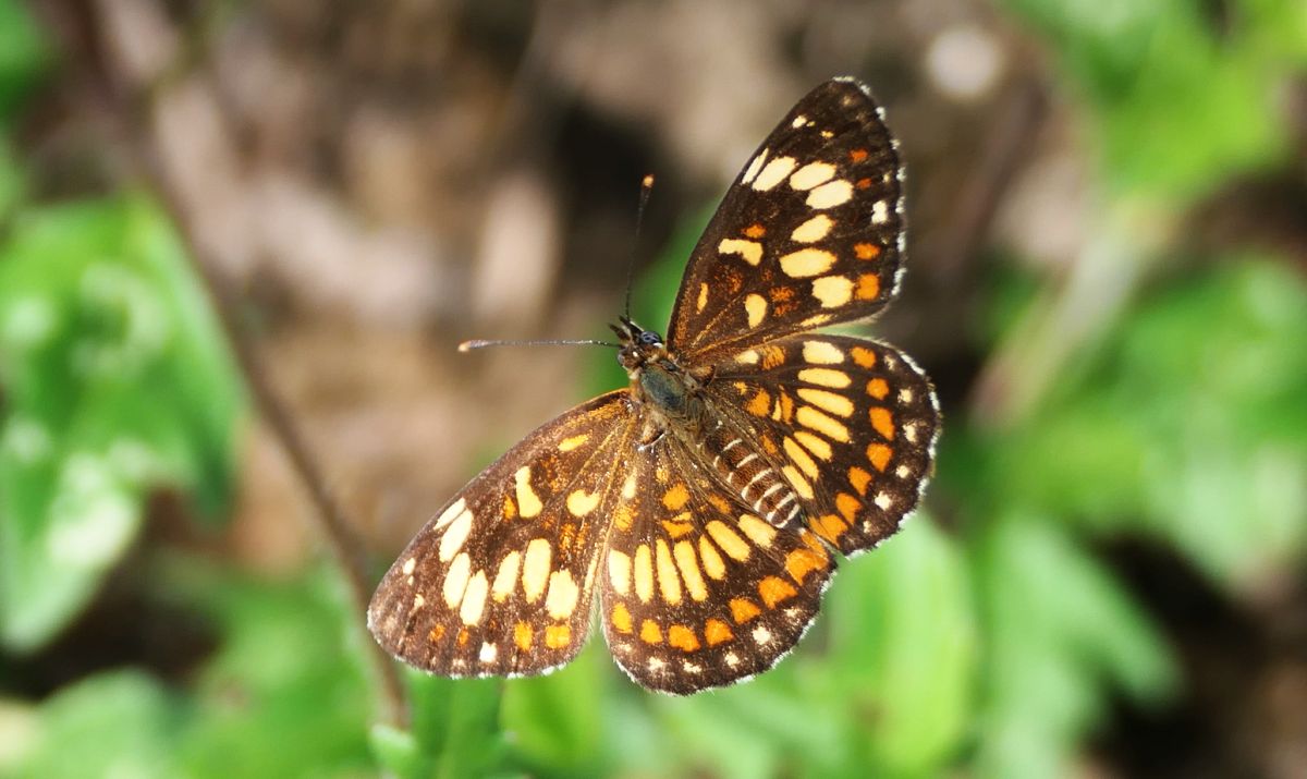 Chlosyne theona