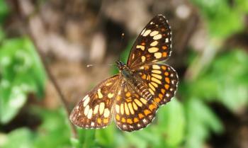 Chlosyne theona