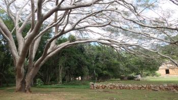 der heilige Baum der Maya- der Ceiba