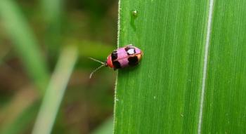Käfer aus der Familie Monolepta