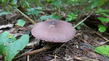 interessant gefärbter Pilz