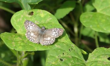 Pyrgus orcus (?)