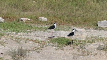 Amerikanische Stelzenläufer (Himantopus mexicanus)