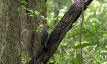 ein Yucatánspecht (Melanerpes pygmaeus)