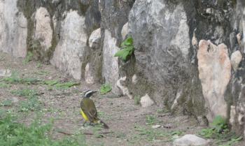Schwefelmaskentyrann (Pitangus sulphuratus)