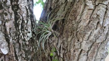 Tillandsia fasciculata