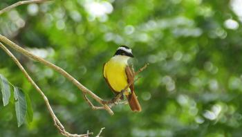 Schwefelmaskentyrann (Pitangus sulphuratus)