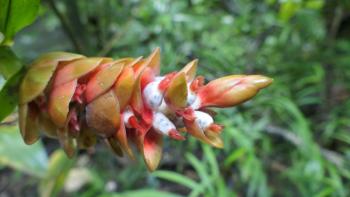 Costus barbatus, eine Ingwerart