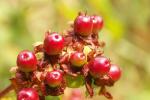 Beeren