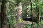 Dschungel im Ohinetonga Scenic Reserve