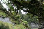 Am Mt. Damper Fall