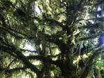 Urwald am Mt. Taranaki