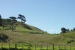 Coromandel
