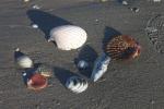 Muscheln
