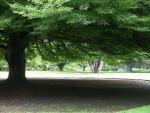 Chch hat einen wunderschönen botanischen Garten, ohne jeglichen Wildwuchs, schön britisch gepflegt :-(