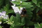 Hummel gibts auch, ziemlich große sogar