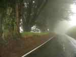 Auf dem Weg zu Larnach Castle, leider in Wolken