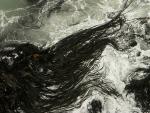 Kelp, immer wieder beindruckend diese Algen der kalten Meere.