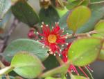 An diesen Blüten laben sich die sangesfreudigen Tuis