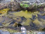 Kelp ist riesig. Zum Vergleich meine Sandale