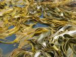 Immer wieder faszinierend: Kelp