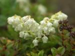 Blümchen, eher wie Erika