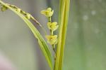 Orchidee?