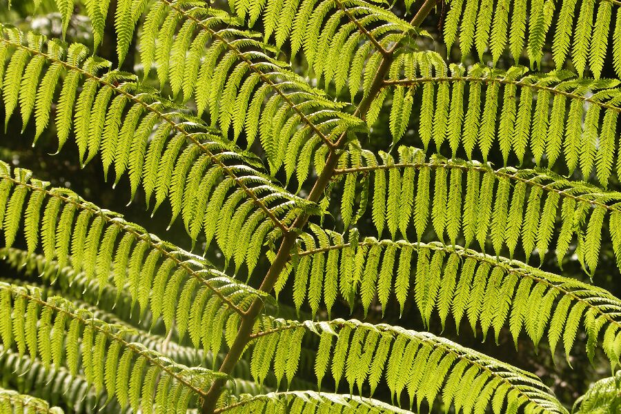 Abel Tasman, Farnblatt