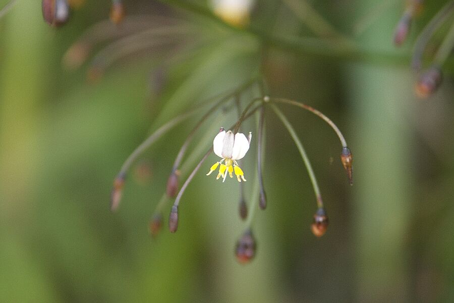 Abel Tasman, Miniblümchen