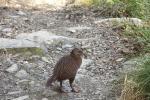 Ein Weka, ein einheimisches Waldhuhn.