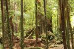 Urwald