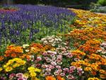 Blümchen en masse