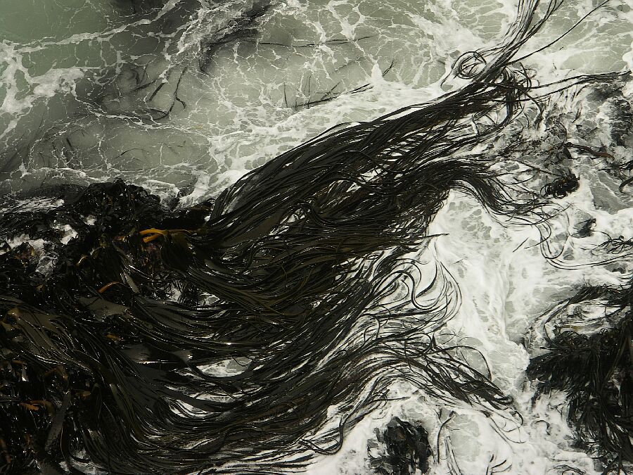 Kelp, immer wieder beindruckend diese Algen der kalten Meere.
