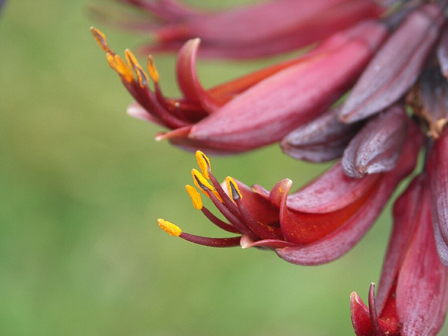 An diesen Blüten laben sich die Tuis, ein einheimischer Vogel Neuseelands.