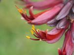 An diesen Blüten laben sich die Tuis, ein einheimischer Vogel Neuseelands.