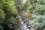 Bäche heißen Creeks in NZ...