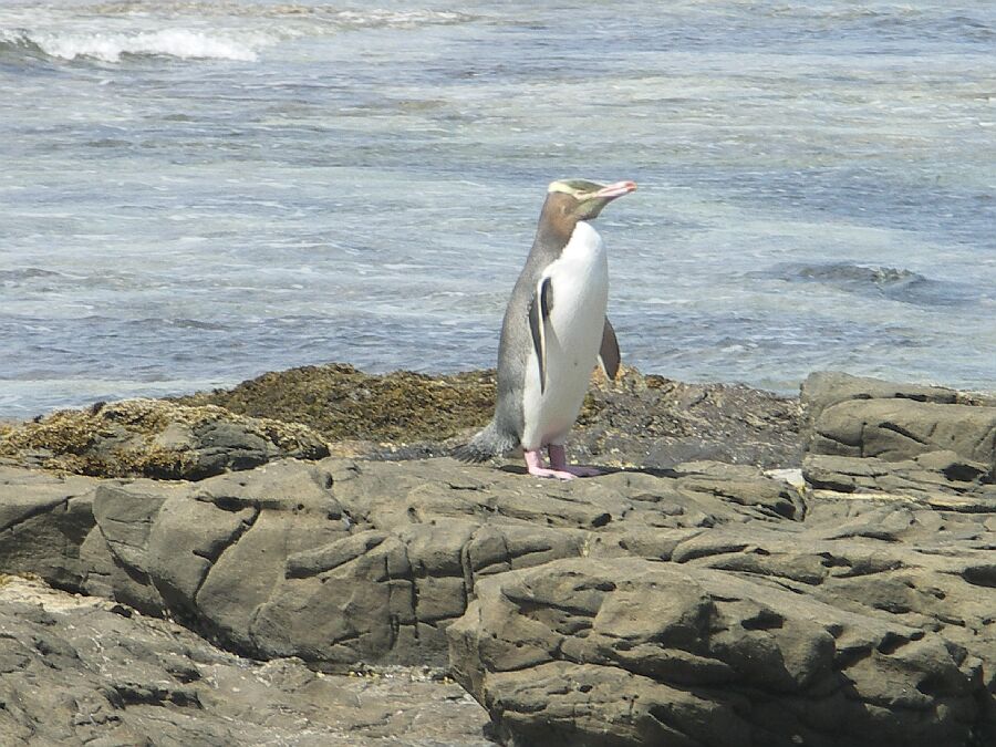 Der einzige einsame Pinguin, den wir entdeckten, auf dem Weg zum Nest.