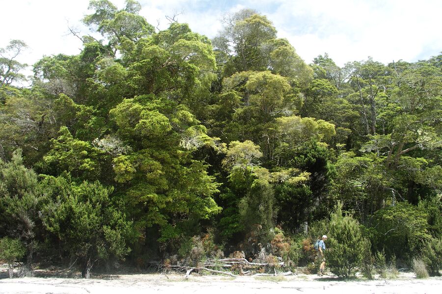 Manapouri Beach Dschungel