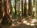 Tararua Forest Park, riesige Nadelbäume emfangen uns