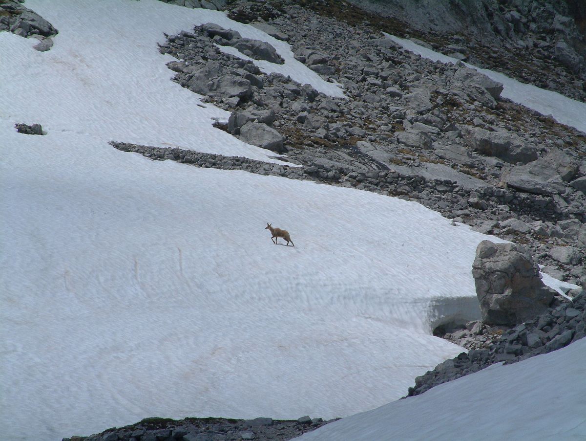 Gemse (?) auf Schneefeld